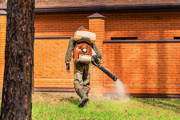 Trusted Ant Control service in Comanche, OK - Nex Pest Control